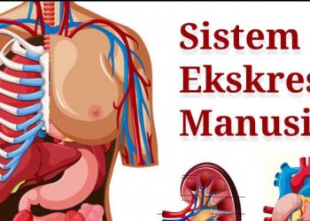 Apa Itu Organ Eskresi Manusia?