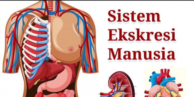 Apa Itu Organ Eskresi Manusia?