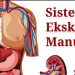 Apa Itu Organ Eskresi Manusia?