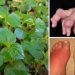 Obat Herbal Asam Urat