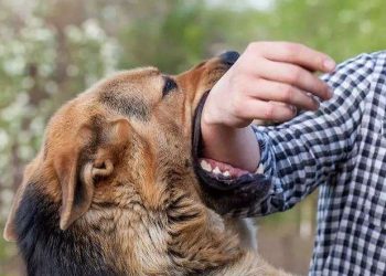 Apa Itu Virus Rabies? Penyebab, Gejala, Pengobatan, dan Efeknya