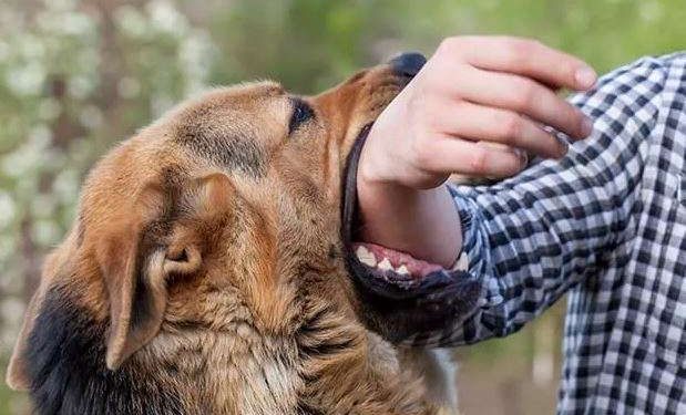 Apa Itu Virus Rabies? Penyebab, Gejala, Pengobatan, dan Efeknya