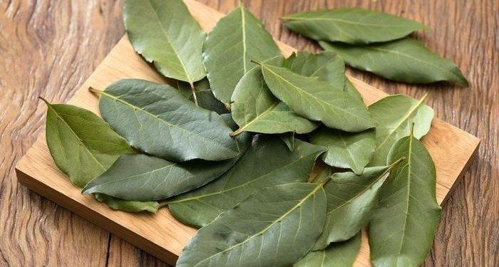 Khasiat Daun Salam Bagi Kesehatan