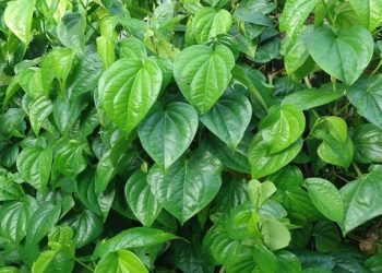 Manfaat Sirih Bagi Kesehatan